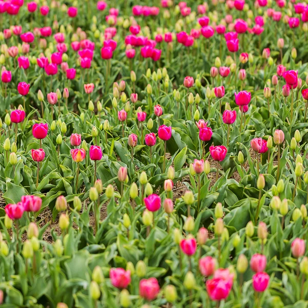 Tulipán pole bude Holandsko květina valentine květinové zahradnické láska východ Evropa matky — Stock fotografie