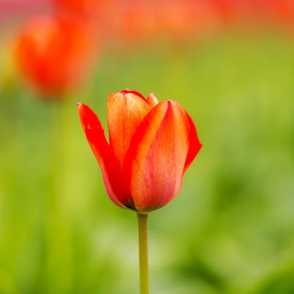 Tulipano campo germoglio olandese fiore San Valentino fiore giardinaggio amore est europa madri — Foto Stock