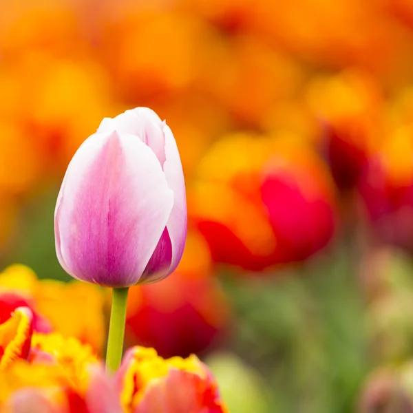 Tulipano campo germoglio olandese fiore San Valentino fiore giardinaggio amore est europa madri — Foto Stock