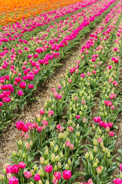 Tulipano campo germoglio olandese fiore San Valentino fiore giardinaggio amore est europa madri — Foto Stock