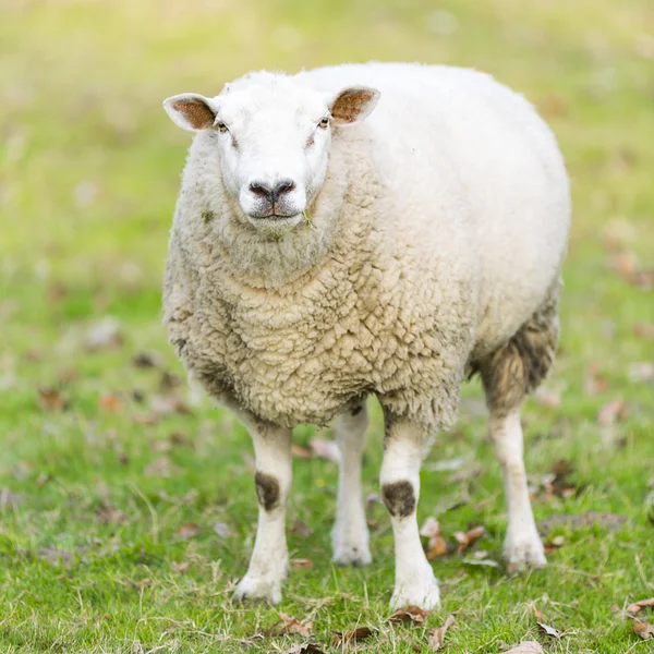 Sheep wool sheep lamb farming herd pasture mutton farm animal farm — Stock Photo, Image