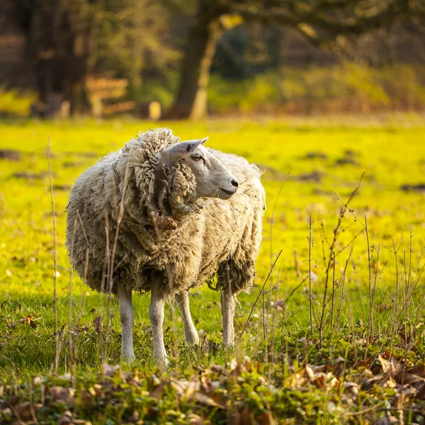 Sheep wool sheep lamb farming herd pasture mutton farm animal farm — Stock Photo, Image