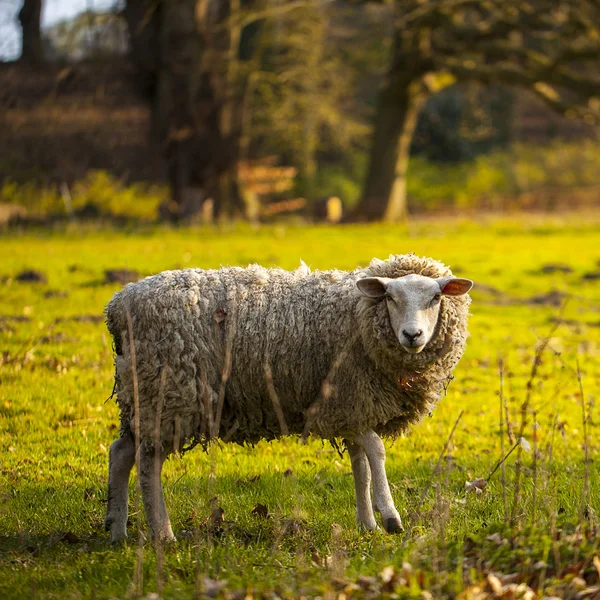 Sheep wool sheep lamb farming herd pasture mutton farm animal farm — Stock Photo, Image