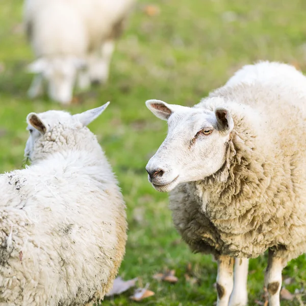 Sheep wool sheep lamb farming herd pasture mutton farm animal farm — Stock Photo, Image