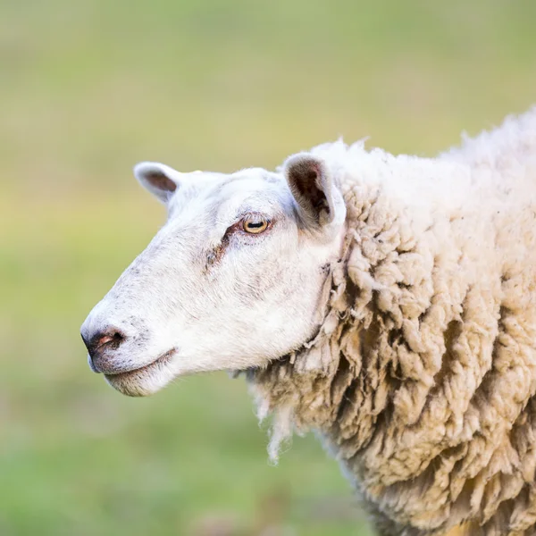 Sheep wool sheep close-up lamb farming herd pasture mutton farm animal farm — Stock Photo, Image