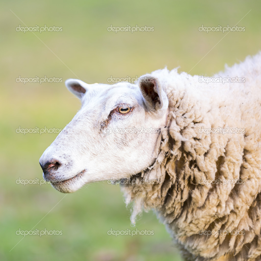 Sheep wool sheep close-up lamb farming herd pasture mutton farm animal farm