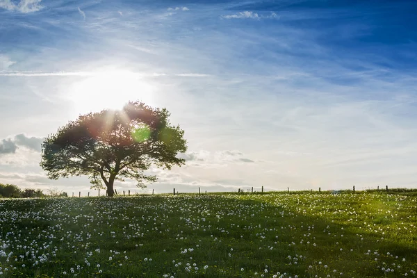 Árbol puesta del sol eifel luz roble viejo diente de león prado nubes senderismo parque nacional paisaje — Foto de Stock