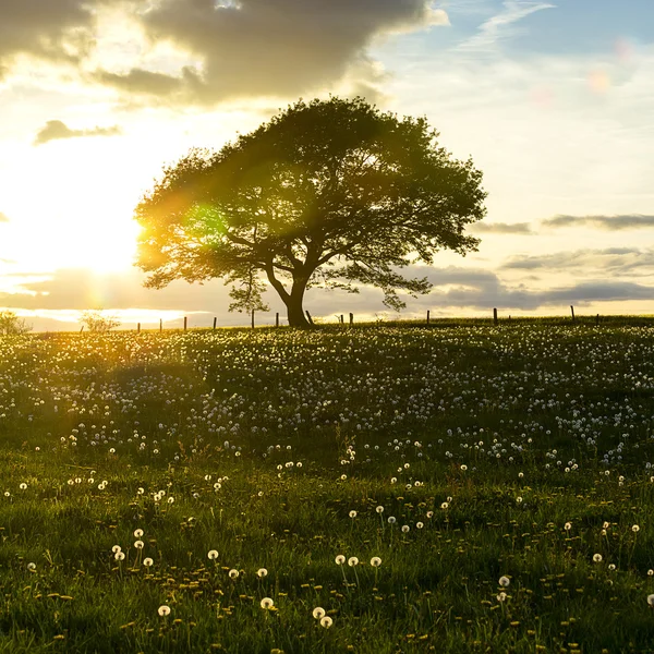 Coucher de soleil arbre eifel chêne clair vieux pissenlit prairie nuages randonnée parc national paysage — Photo