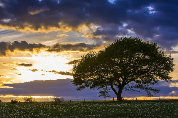 Árvore pôr do sol eifel luz carvalho velho dente-de-leão nuvens de prado caminhadas paisagem parque nacional — Fotografia de Stock