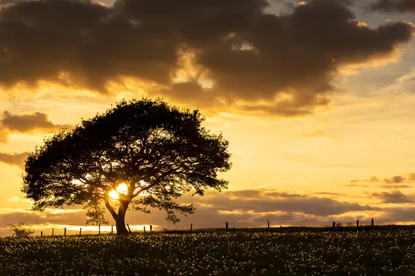 Träd solnedgång eifel ljus ek gammal maskros äng moln vandring nationalpark landskap — Stockfoto