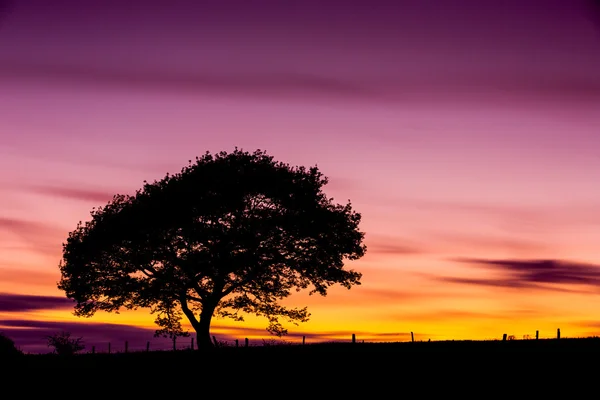 Oak tree silhouette old sunset shadow sky clouds eifel national park landscape — Stock Photo, Image