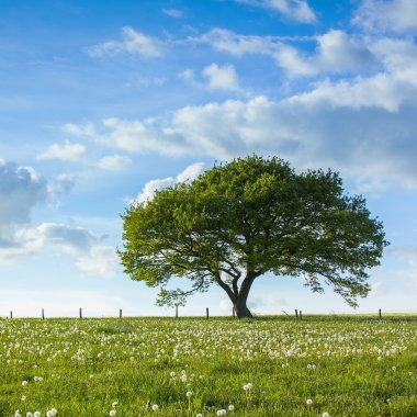 meşe ağacının eski eifel bulutlar Milli Parkı nrw peyzaj bitki örtüsü hiking