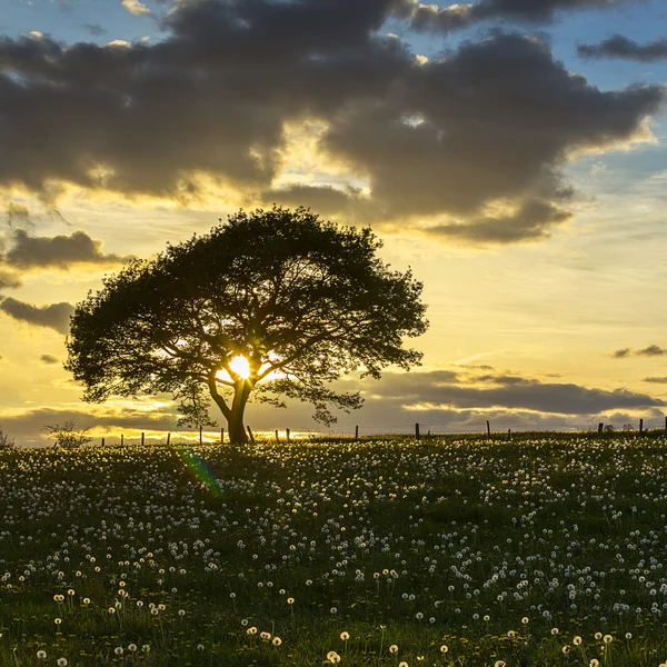 Árvore pôr do sol eifel luz carvalho velho dente-de-leão nuvens de prado caminhadas paisagem parque nacional — Fotografia de Stock