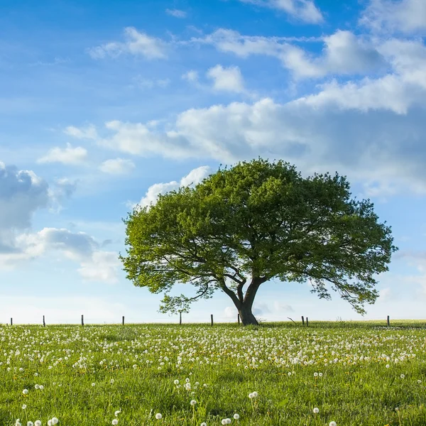 Oak tree old eifel clouds hiking national park nrw landscape foliage — Stock Photo, Image