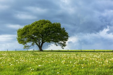 meşe ağacının eski eifel bulutlar Milli Parkı nrw peyzaj bitki örtüsü hiking