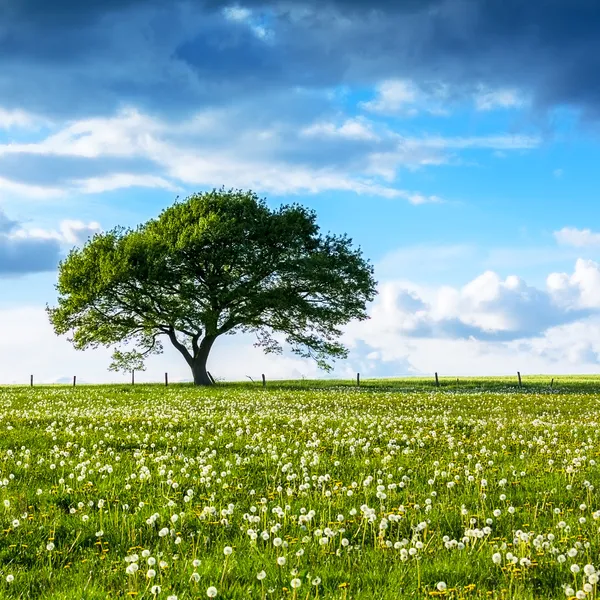 Dąb stary eifel chmury turystyczne Parku Narodowego nrw krajobraz liści — Zdjęcie stockowe