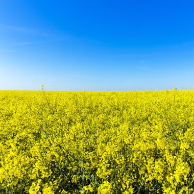 rapefield kolza yağı tarım enerji bahar sarı ekolojik biyodizel