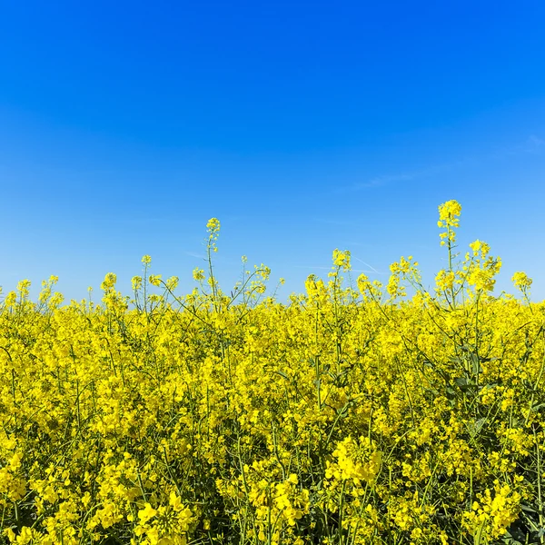 Rapefield rapeseed oil farming energy spring yellow ecologically biodiesel — Stock Photo, Image