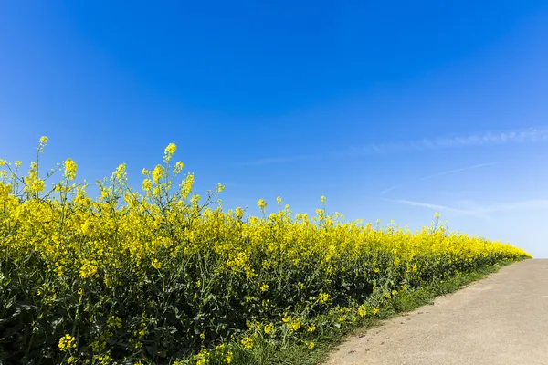 Rapefield rapeseed oil farming energief dirt track road oil spring yellow ecologically biodiesel — Stock Photo, Image