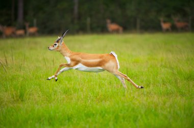 Antelope Jumping clipart