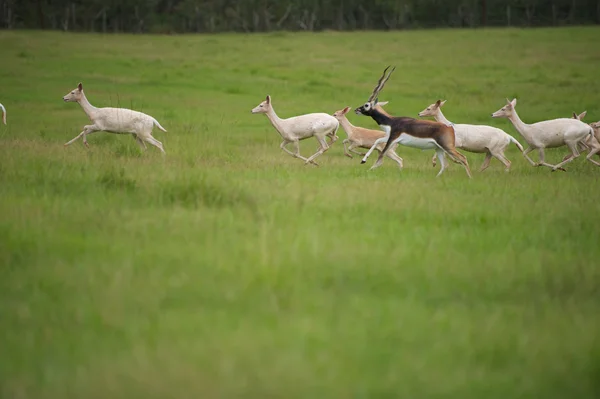 Alpha Male Antelope — Stock Photo, Image