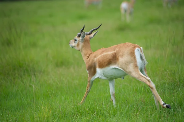 Antilope — Stockfoto