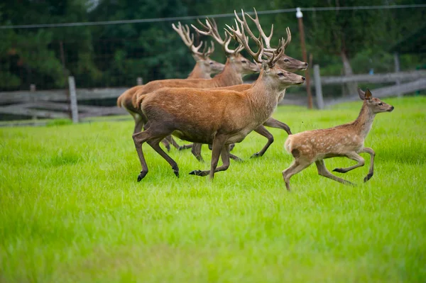 Male Red Deer Herd and Fawn — Stock Photo, Image