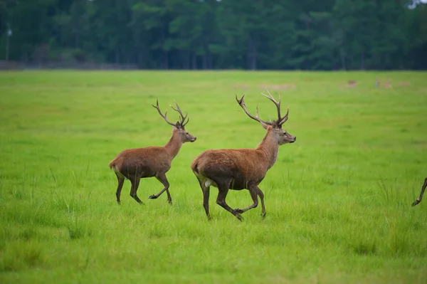 Red Deer — Stock Photo, Image