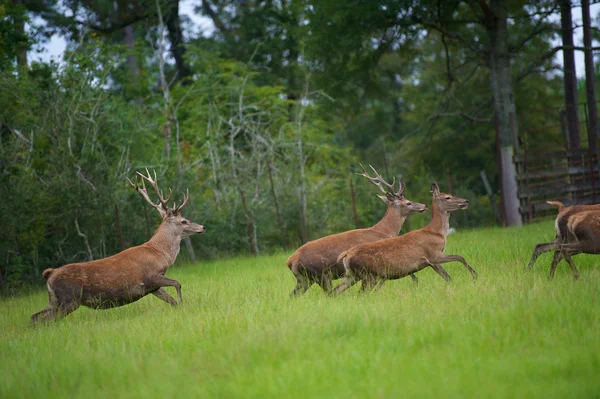 Red Deer — Stock Photo, Image