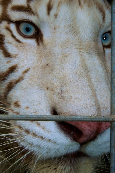 Weißer Tiger aus nächster Nähe — Stockfoto