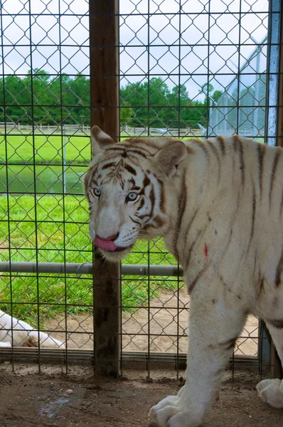 Porträt eines weißen Tigers — Stockfoto