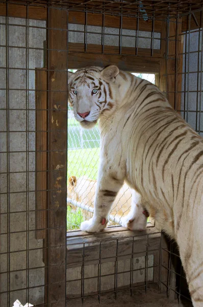 Weißer Tiger — Stockfoto