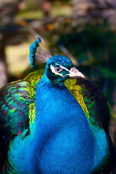 Pavão de perto — Fotografia de Stock