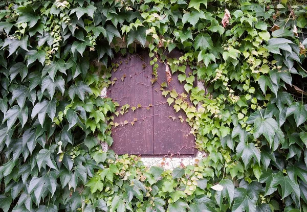 Fensterladen und Efeu an Hauswand — Stockfoto