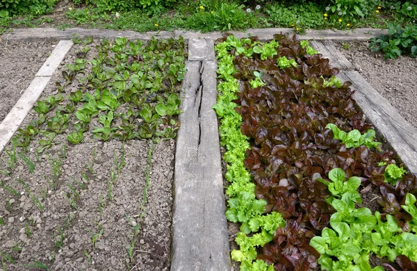 Giardino fresco di lattuga eco — Foto Stock