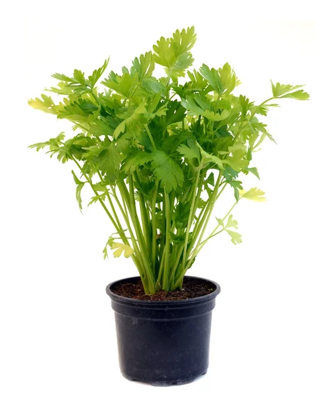 Celery in pot over white — Stock Photo, Image