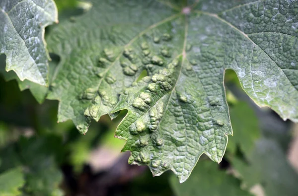 Malattia della foglia d'uva della vite — Foto Stock