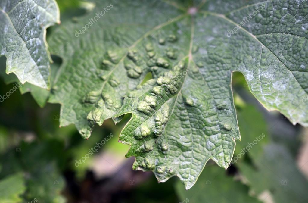 Vine grape leaf disease — Stock Photo © costasss 48856605
