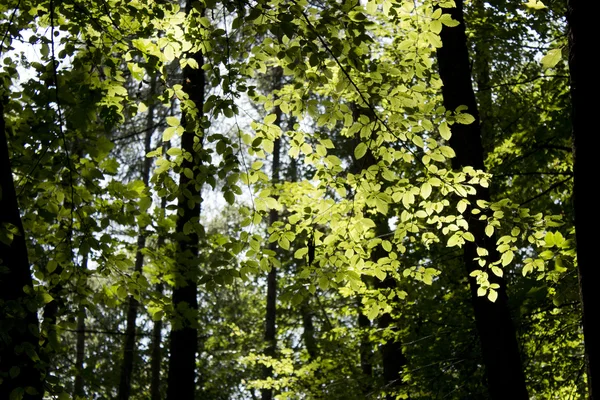 Zielone drzewo z liśćmi — Zdjęcie stockowe