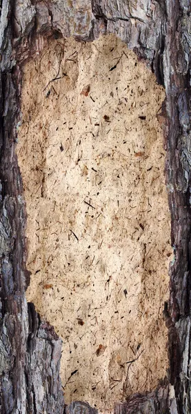 Backgrounds bark and wood texture — Stock Photo, Image