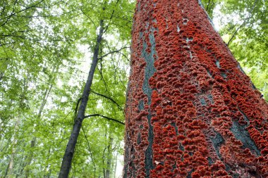 Red mushrooms on the bark of a tree in the forest clipart