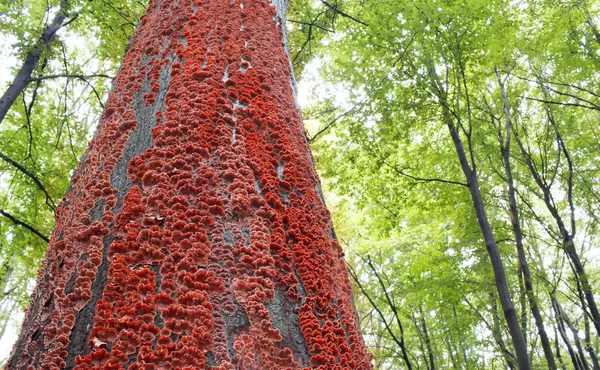 Cogumelos vermelhos na casca de uma árvore na floresta — Fotografia de Stock