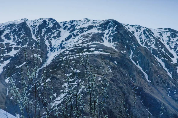 在黄昏时分的蓝光下 在雪山和雪峰的衬托下 树枝丛生 — 图库照片