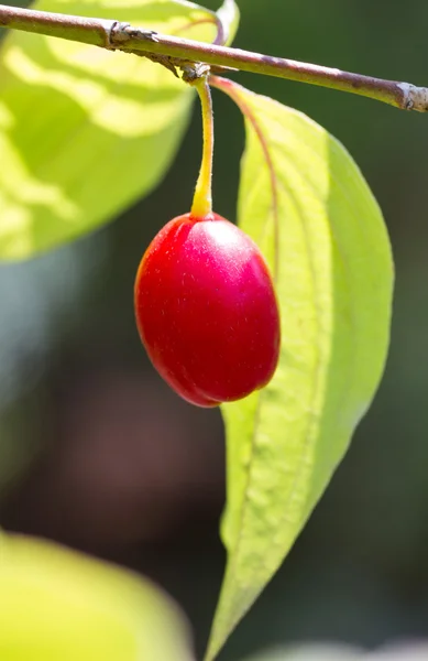 Bacche di corallo — Foto Stock