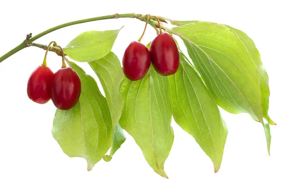 taze cornel çilek beyaz izole