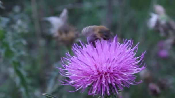 Honey bee flower nature insect apis — Stock Video