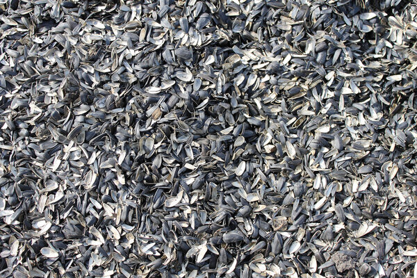 подсолнечная оболочка фон черный белый удобрение отходов
