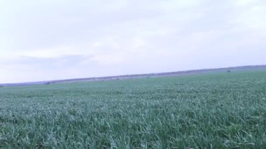 buğday alanında Rüzgar