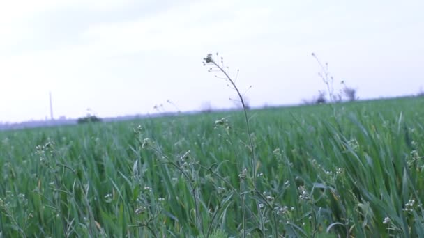 麦畑で風します。 — ストック動画