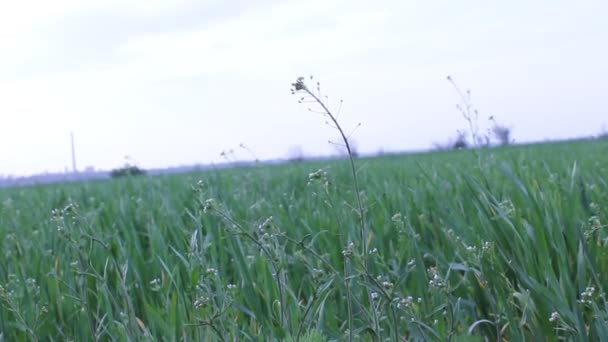 Vento nel campo di grano — Video Stock